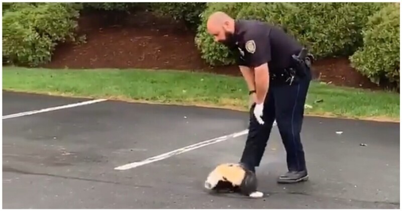Полицейский спас любопытного скунса, застрявшего головой в стаканчике