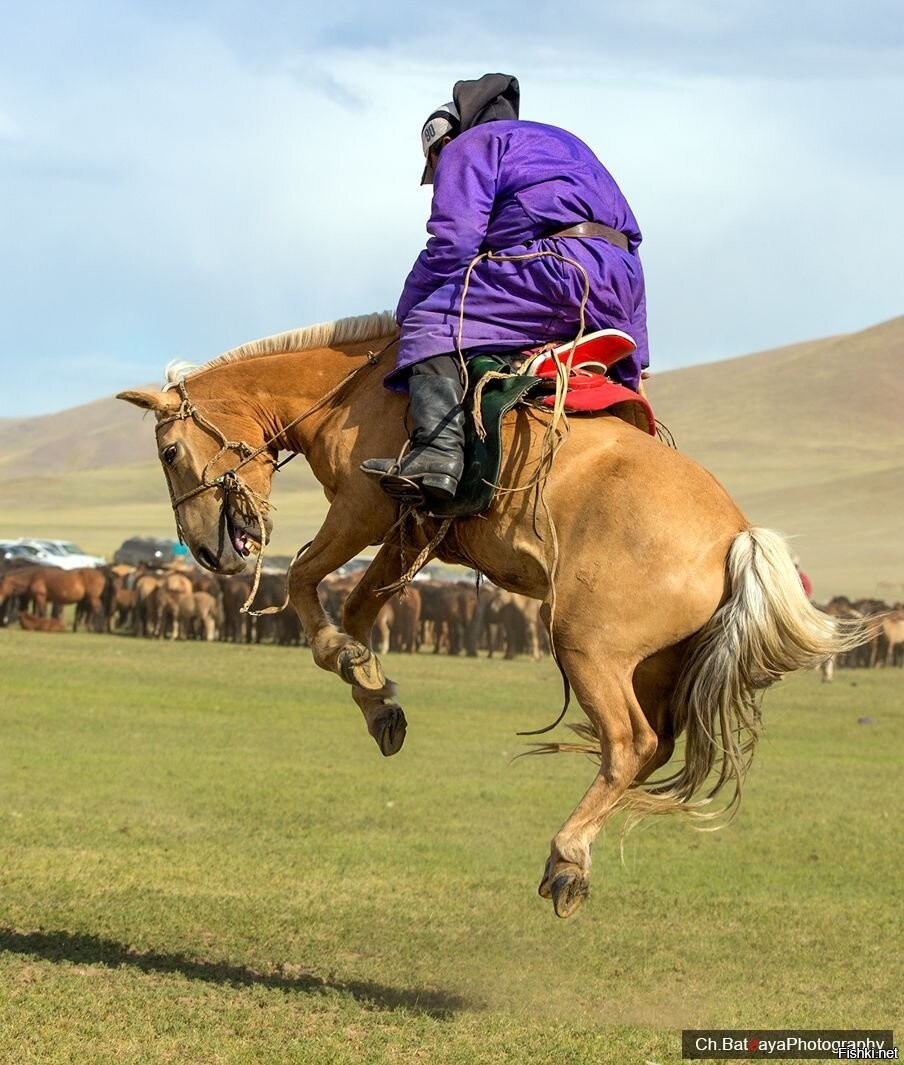 Horse experience. Монгол лошади порода. Порода лошадей монголка. Монгольская порода лошадей. Монгольские наездники.