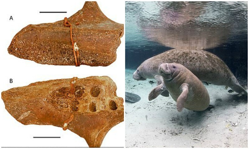 У берегов Техаса обнаружили останки древних ламантинов