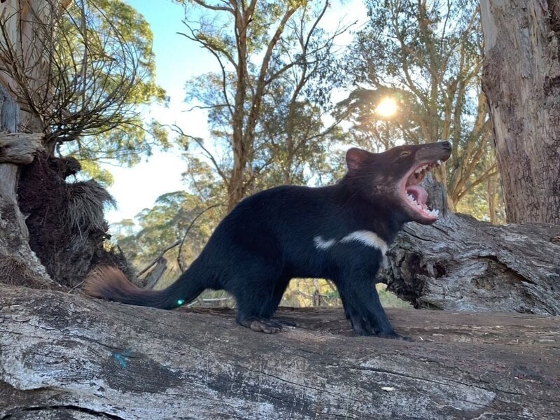 С помощью программы восстановления популяции зоозащитники хотят вернуть тасманийских дьяволов в Австралию