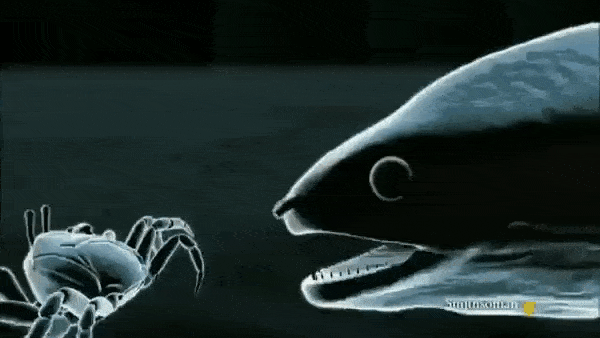 Ленточная мурена: Меняет пол как перчатки. Истинный трансгендер от мира рыб