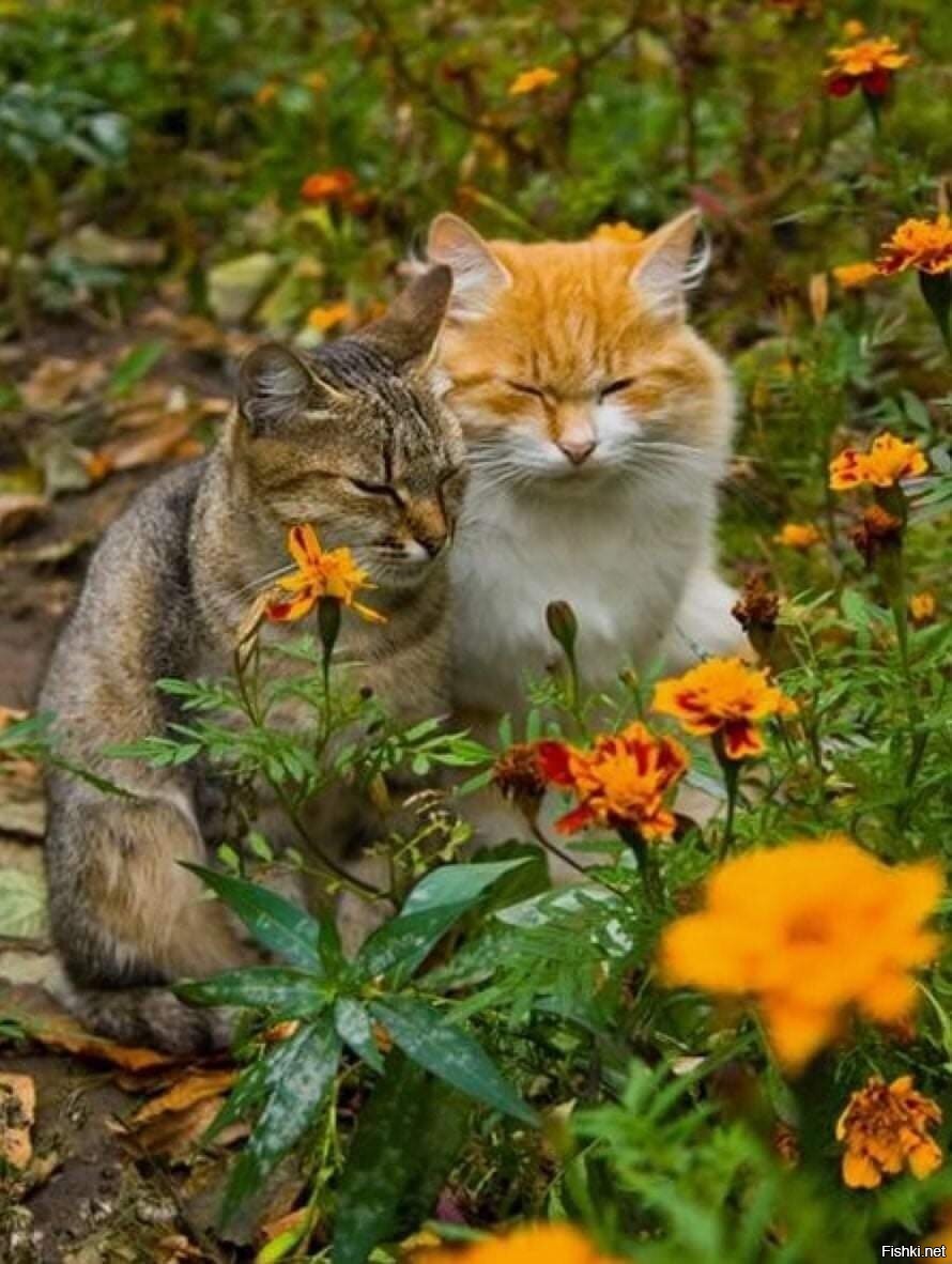 Котики осень цветы