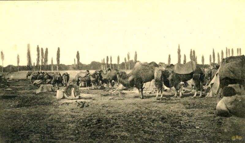 Верблюжий привал в Ташкенте