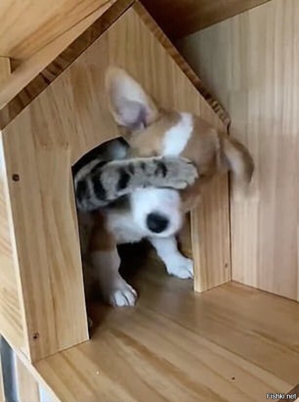 Кот не хочет,чтобы щенок выходил из будки