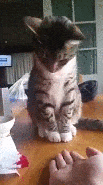 Гифки с кошками