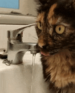 Гифки с кошками