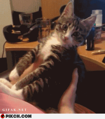 Гифки с кошками