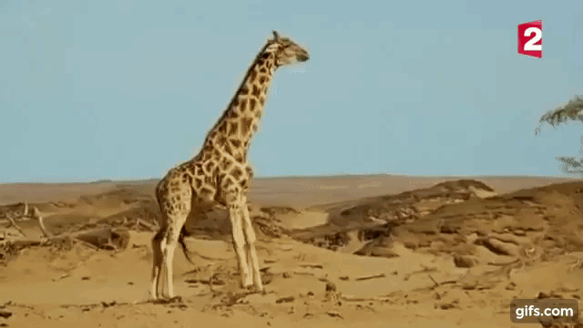 Драка жирафов