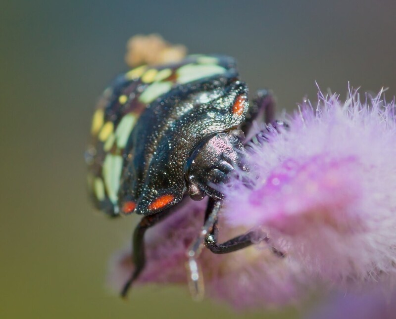Невероятно детальные макро-снимки насекомых 
