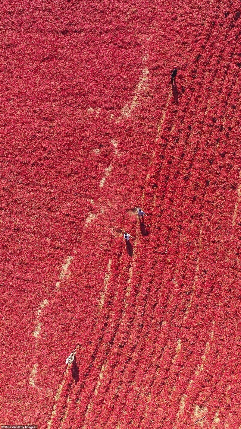 Фермеры на поле, где сушится перец чили. Кучэ, Синьцзян-Уйгурский автономный район, Китай