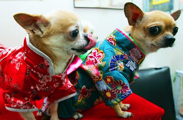 В КИТАЕ ХОЗЯЕВА НЕ РАЗГОВАРИВАЮТ СО СВОИМИ СОБАКАМИ