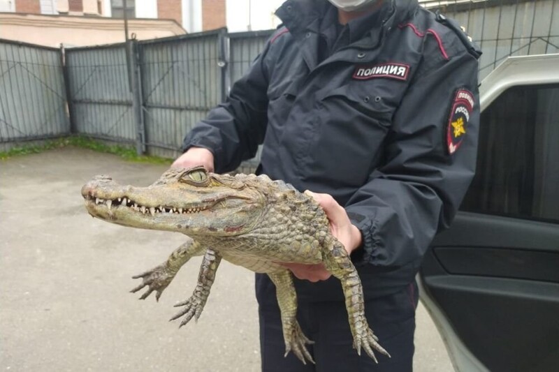 В Вологодской области мужчина, недавно освободившийся из колонии, пришел в полицию с крокодилом