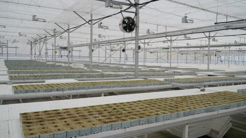В Дагестане (РФ) наладили промышленное выращивание рассады овощей в теплицах
