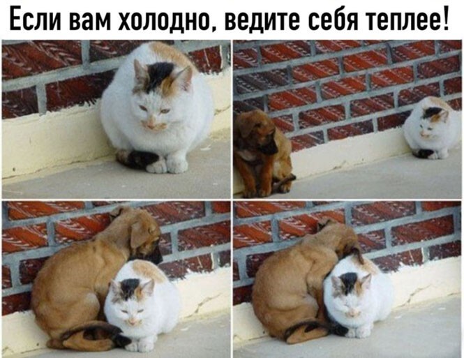 Прикольные и смешные картинки