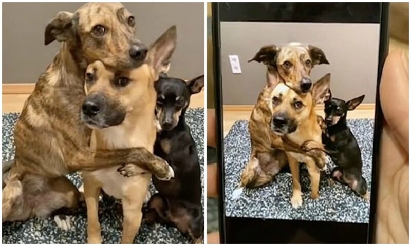 Три собаки забавно "воссоздают" свои фотографии