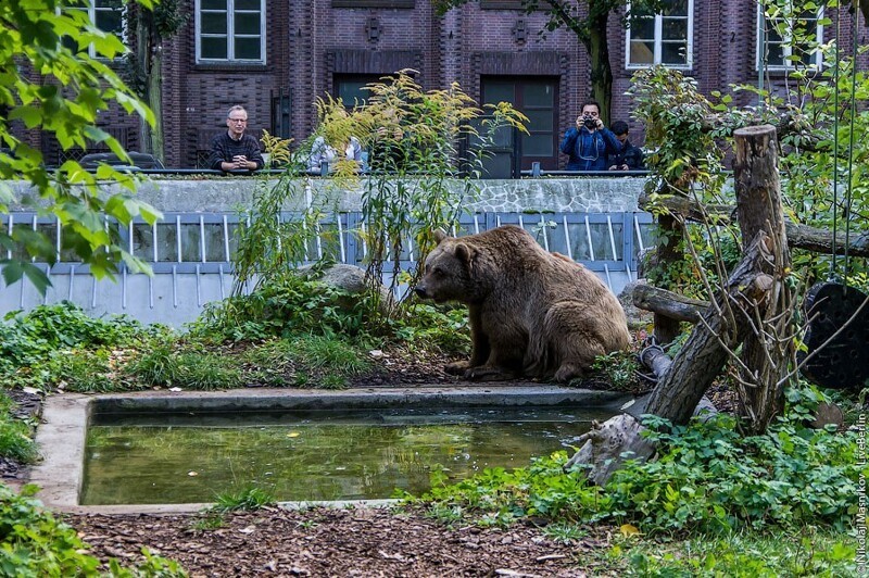 Парк в Берлине и его косолапые жители