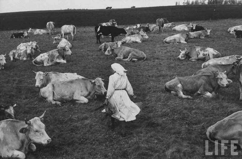 Колхозница готовится доить коров
