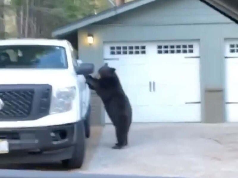 Медведь в поисках пропитания залез в салон пикапа