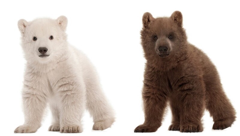 Щенки полярного медведя и медведя гризли 