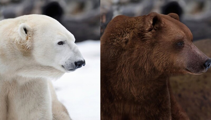 Полярный медведь и медведь гризли