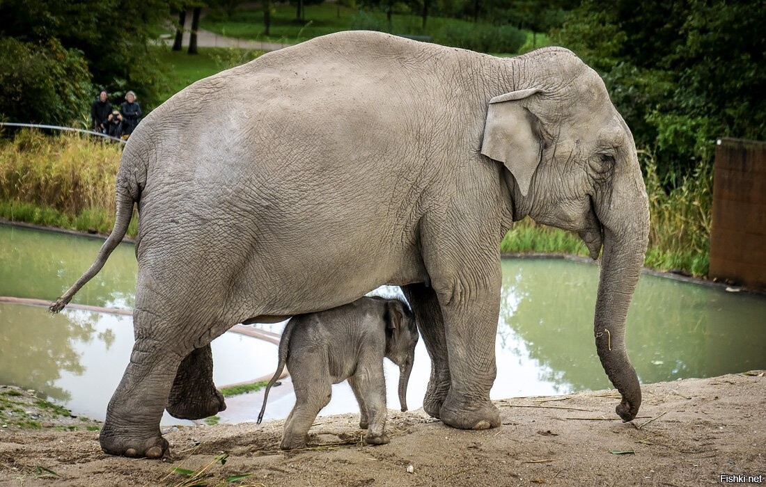 В зоопарке Копенгагена впервые выпустили в открытый вольер слоненка, родившег...
