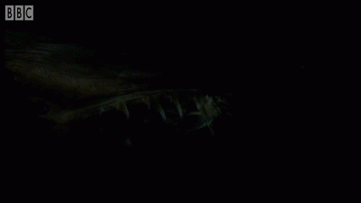 Тауматихта Акселя: 3600 метров глубины. Искаженное исчадие бездны и его образ жизни