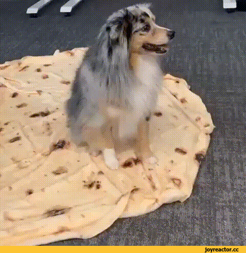 Ничего не напоминает?