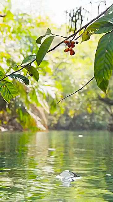 Речная любительница ягод