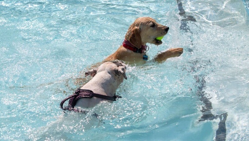 В Англии 800 собак закрыли купальный сезон
