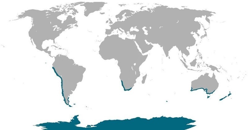 10. Цветом морской волны отмечены места, где в природе живут пингвины