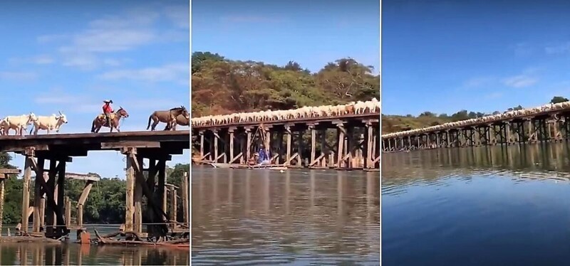 Десятки коров идут по старому мосту