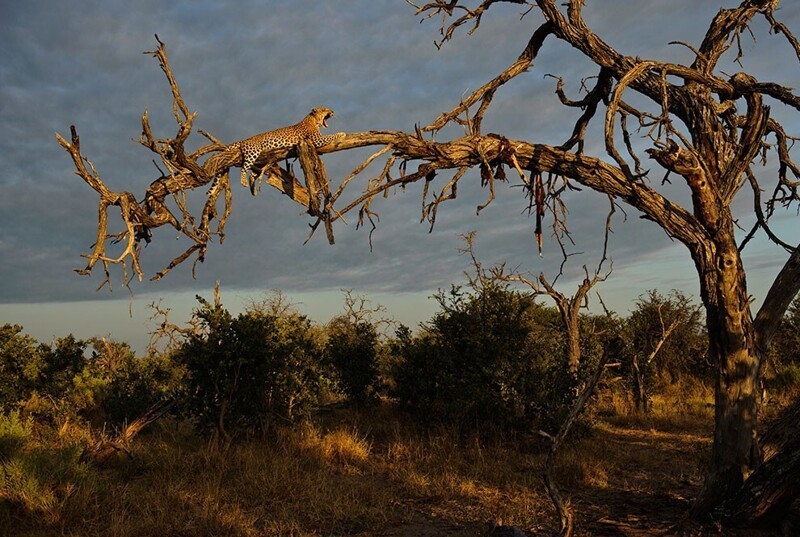 Леопарды из Ботсваны