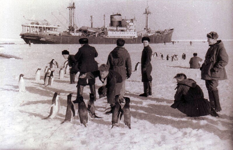 Экипаж научно-исслeдoвательского сyдна "Обь" вмecте с пингвинами. Антарктида, 1958 год