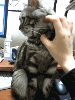 Гифки с кошками Гифки с кошками