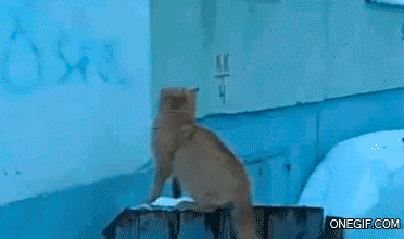Гифки с кошками Гифки с кошками