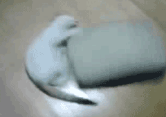 Гифки с кошками Гифки с кошками