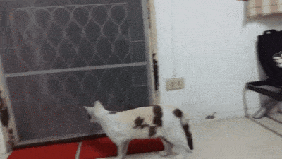 Гифки с кошками Гифки с кошками