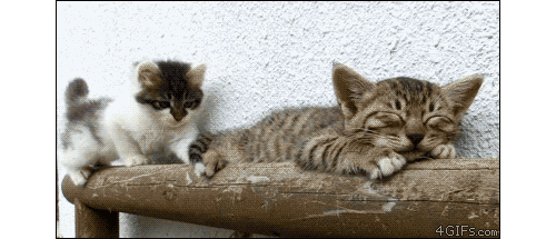 Гифки с кошками Гифки с кошками