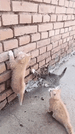 Гифки с кошками Гифки с кошками