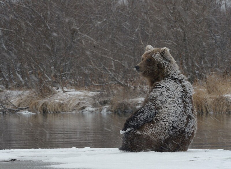 Медведи на Камчатке. Часть 2