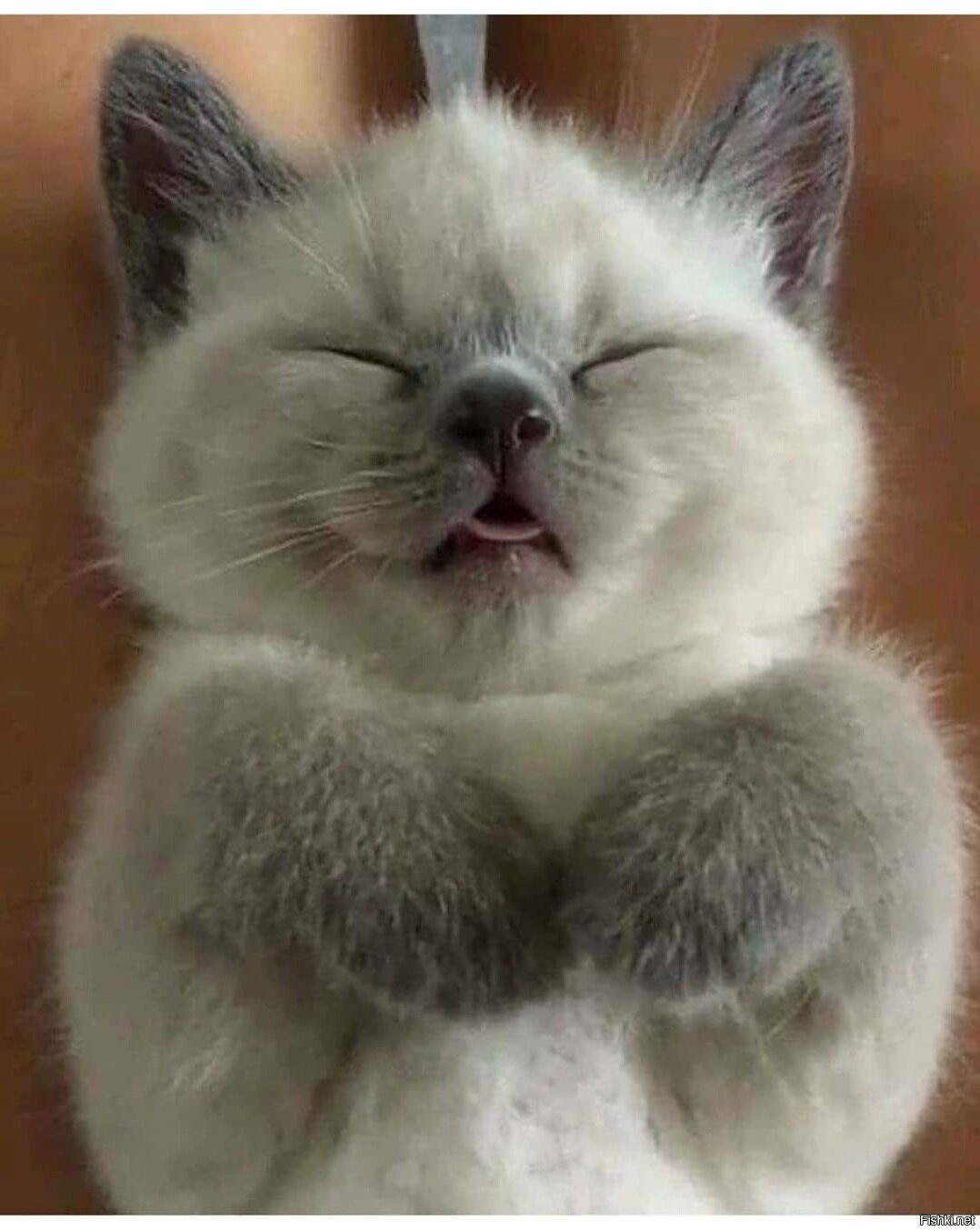 блаженный кот. блаженный кот. рыжий кот весна. рыжий кот спит. блаженный кот.