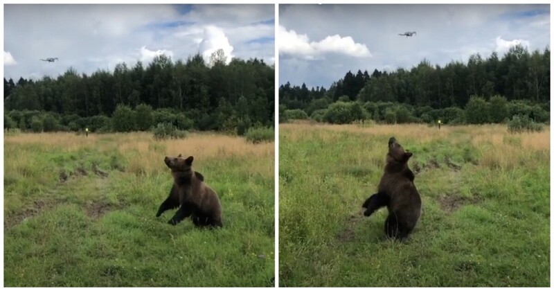 Медведь решил поохотиться на дрон