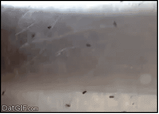 Как могут муравьи