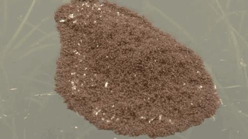 Как могут муравьи