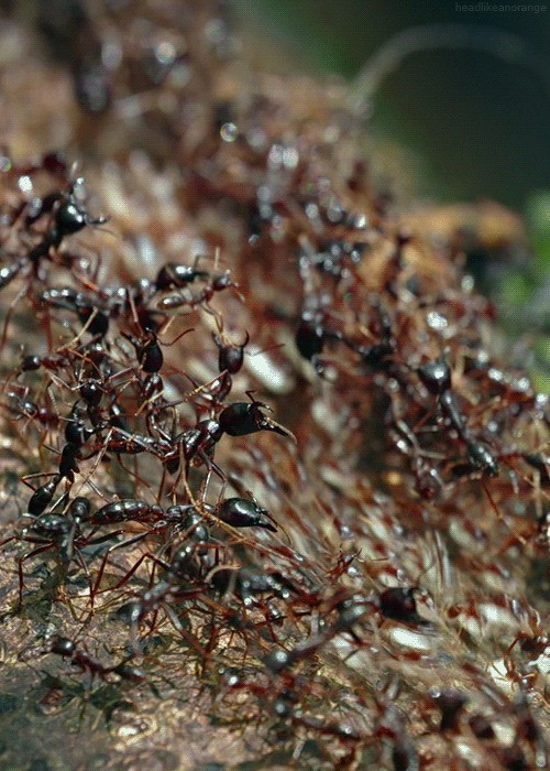 Как могут муравьи