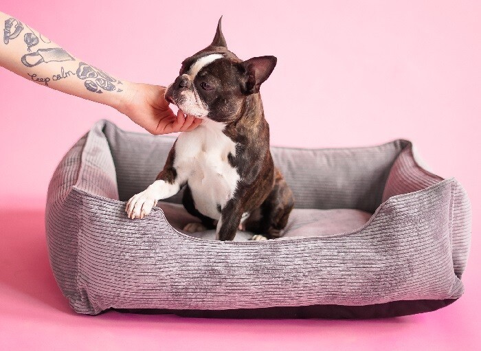 13 способов сделать комфортную лежанку для собаки своими руками