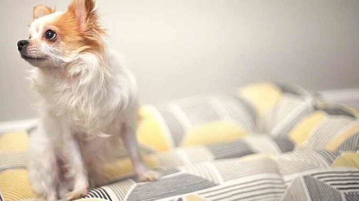 Видео: как сшить домик для собаки или кошки