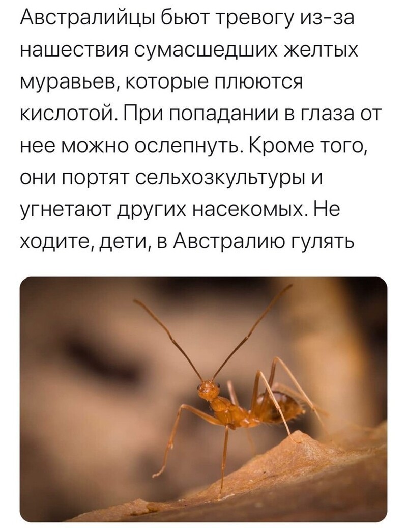 Политические комментарии из инета