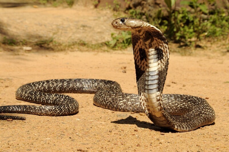 Самые знаменитые аспидовые змеи