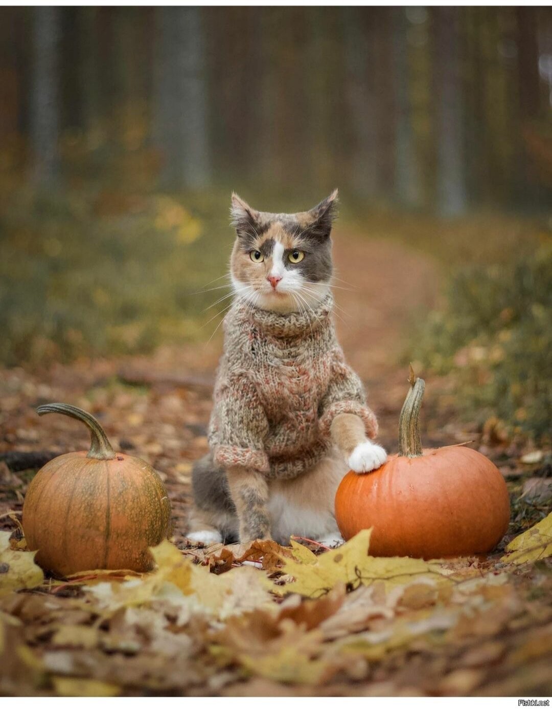Кот тыква